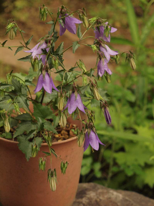 P5253764