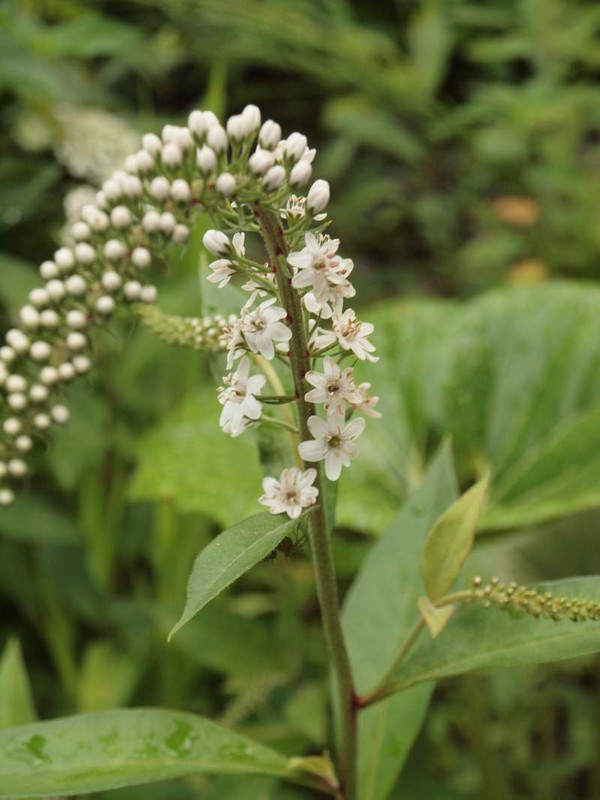P5263779