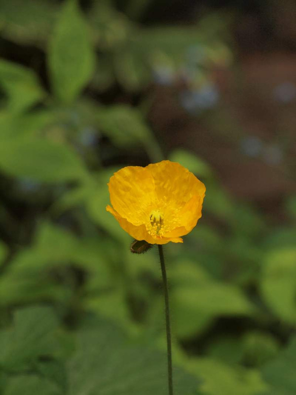 P5263826