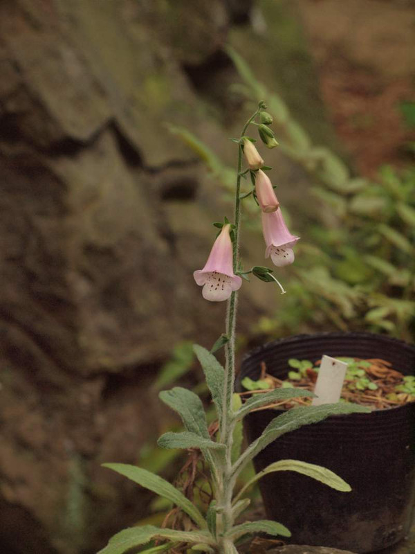 P5263831