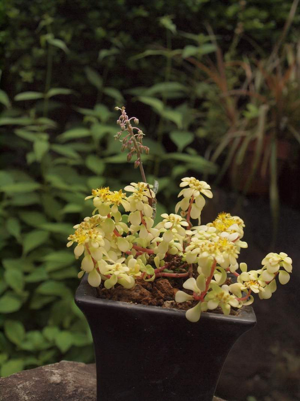 P5303882