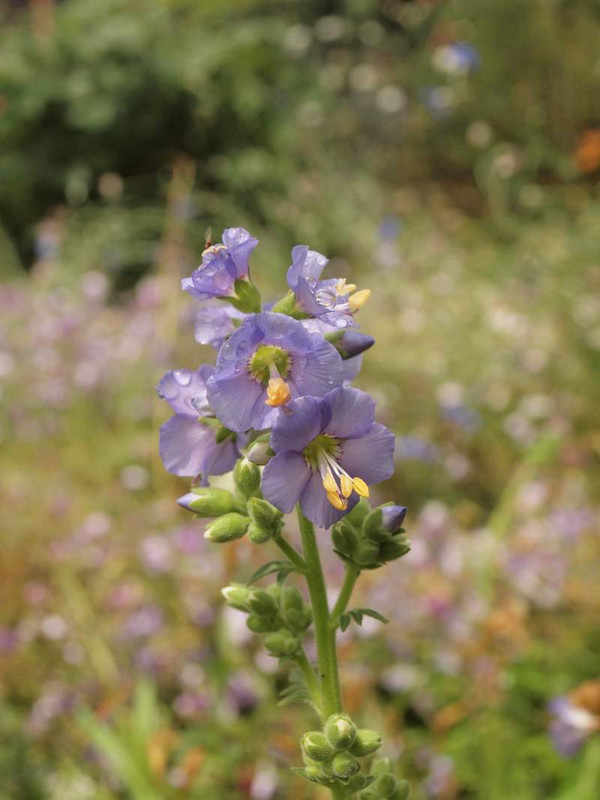 P5303905