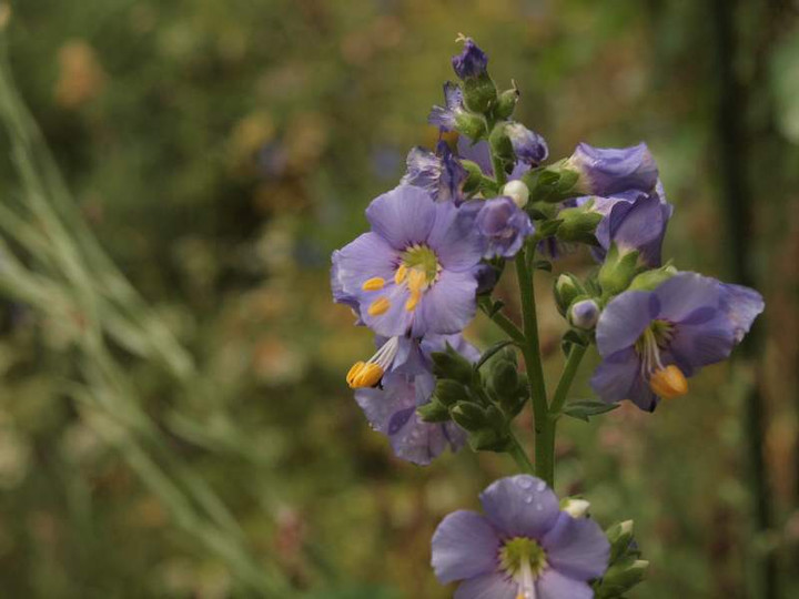 P5303908