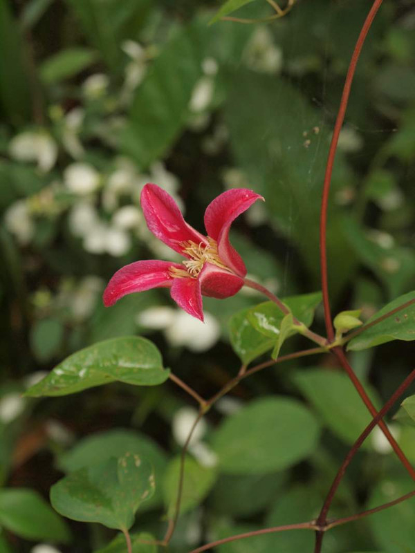 P5303911