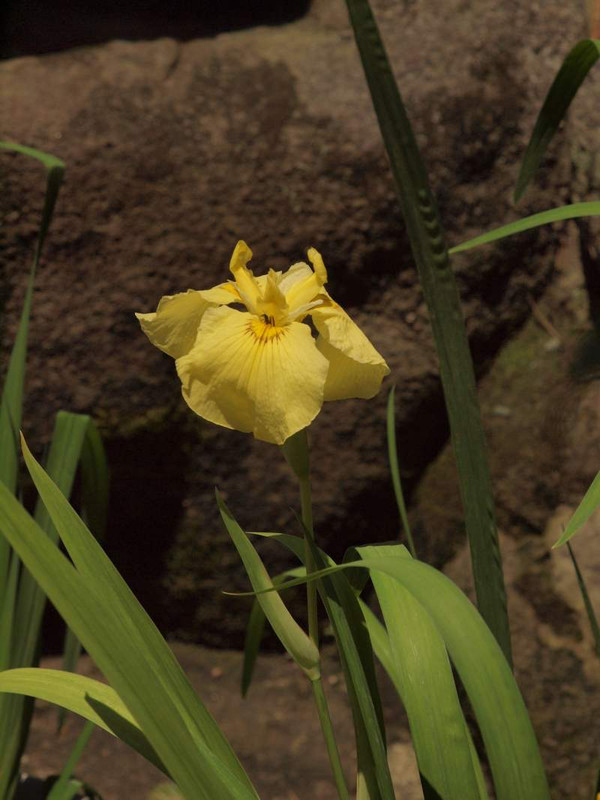 P5313930