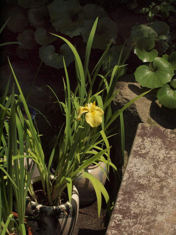 P5313931