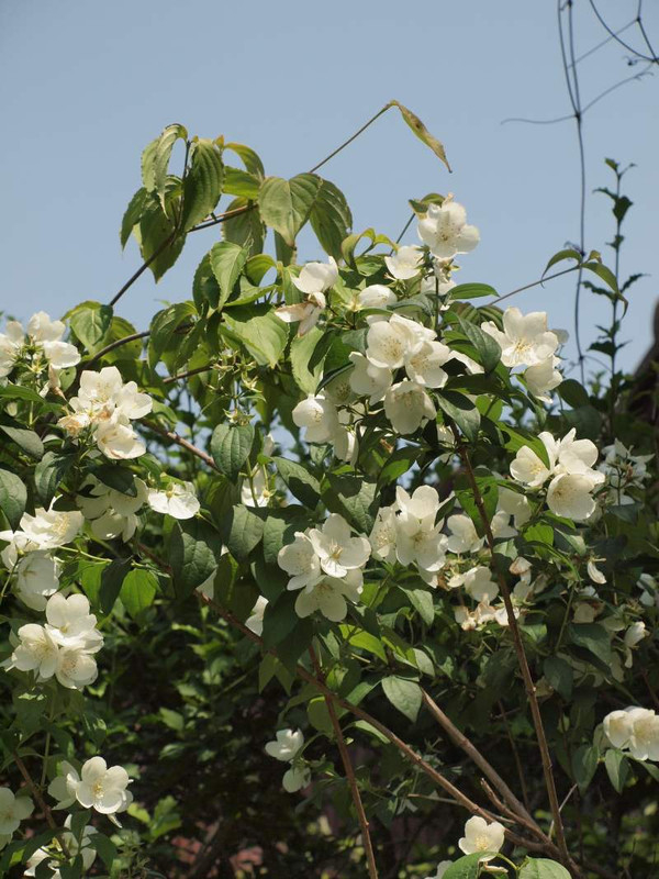 P5313941