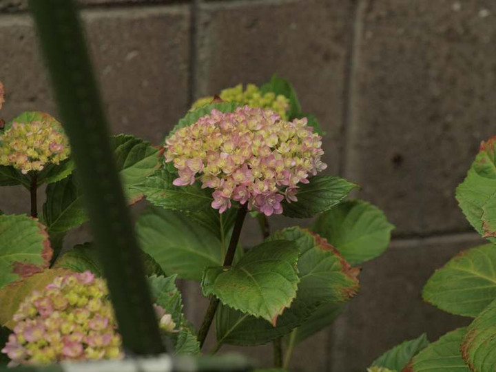 P6044366