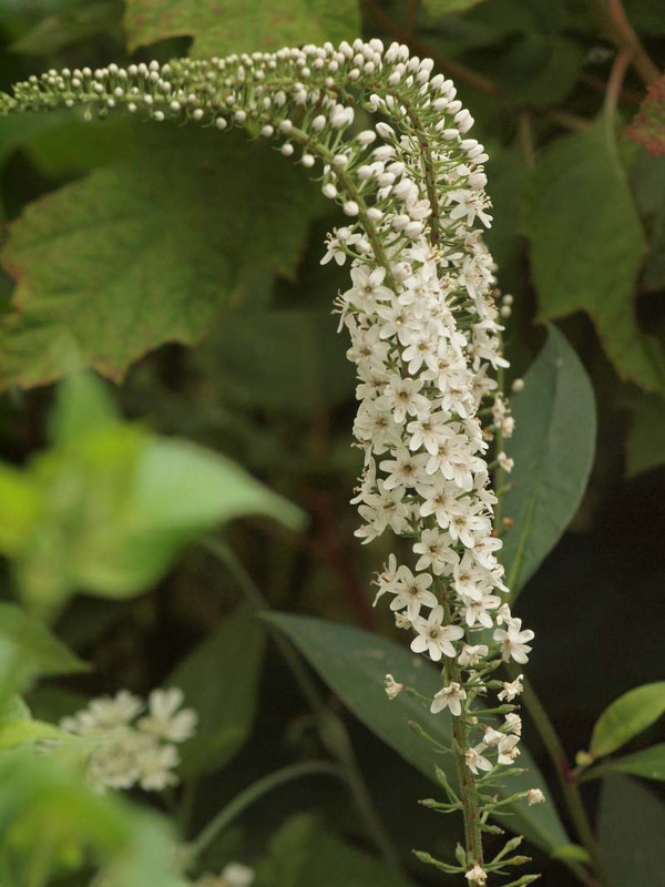 P6044382