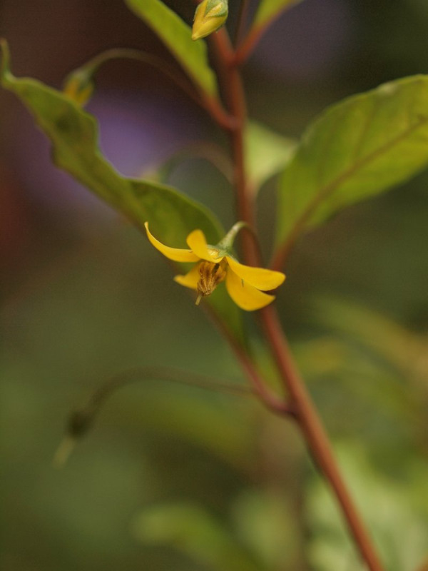 P1014579