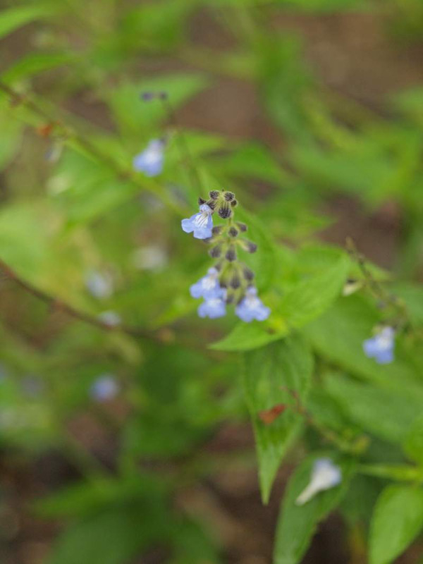 P6225217