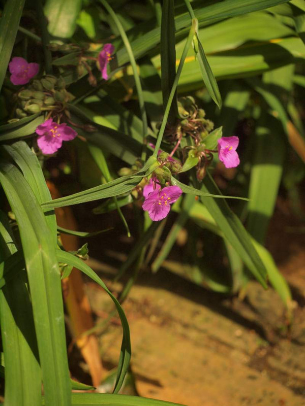 P6235226