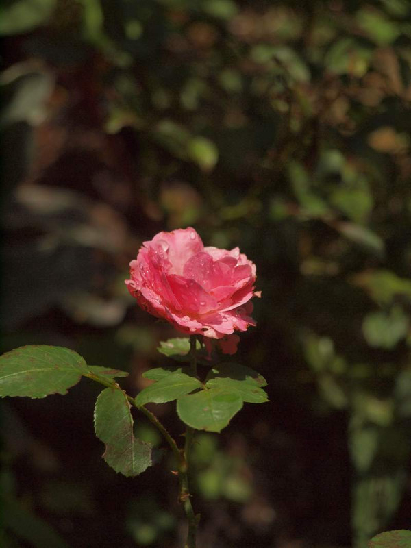 P6235231