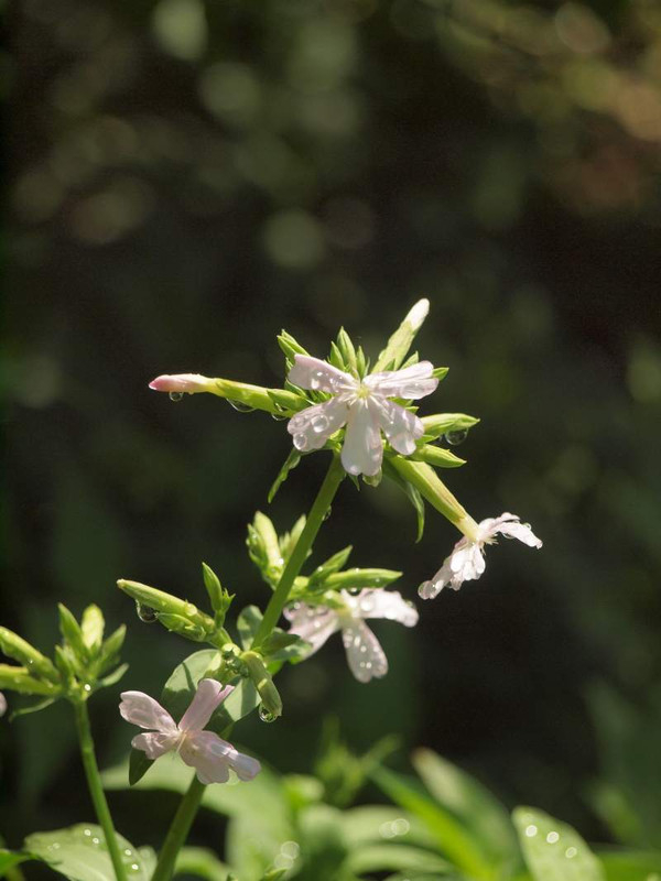 P6235232