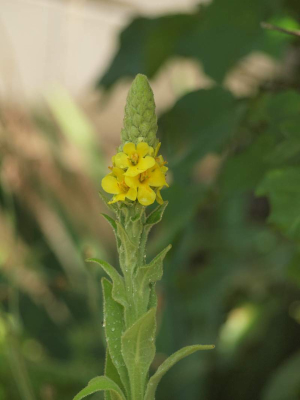 P6235235