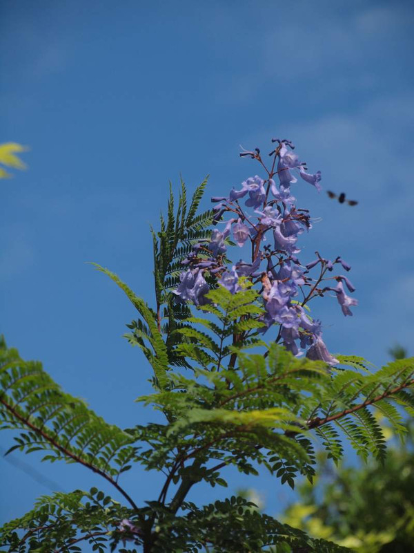 P6235238