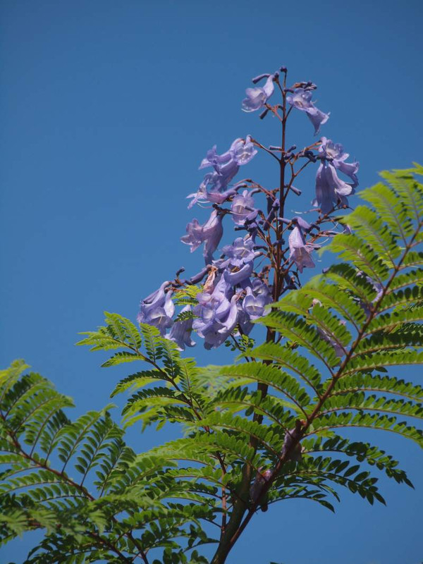 P6235246