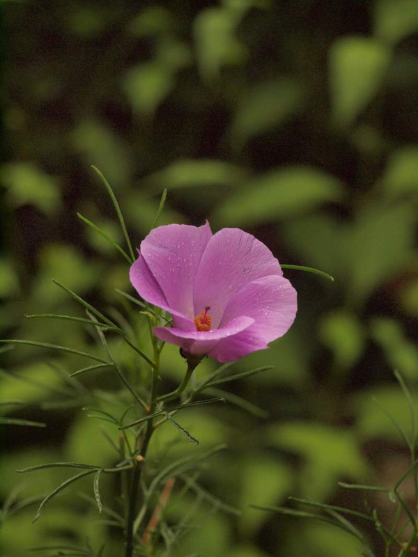 P6245253
