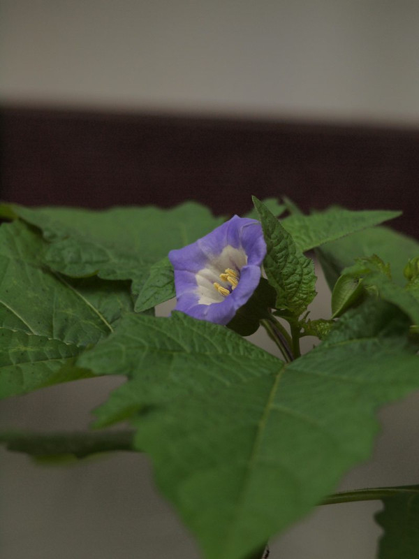 P6275550