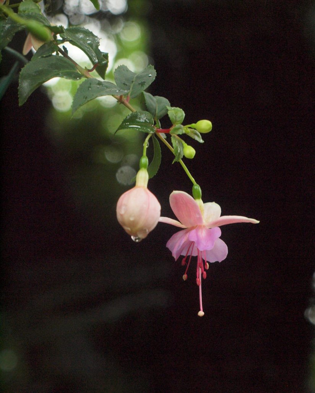 P6295562