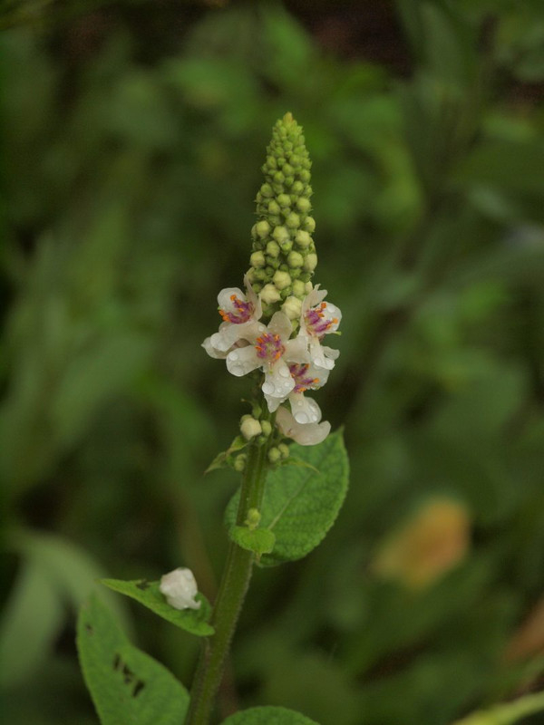P6295567