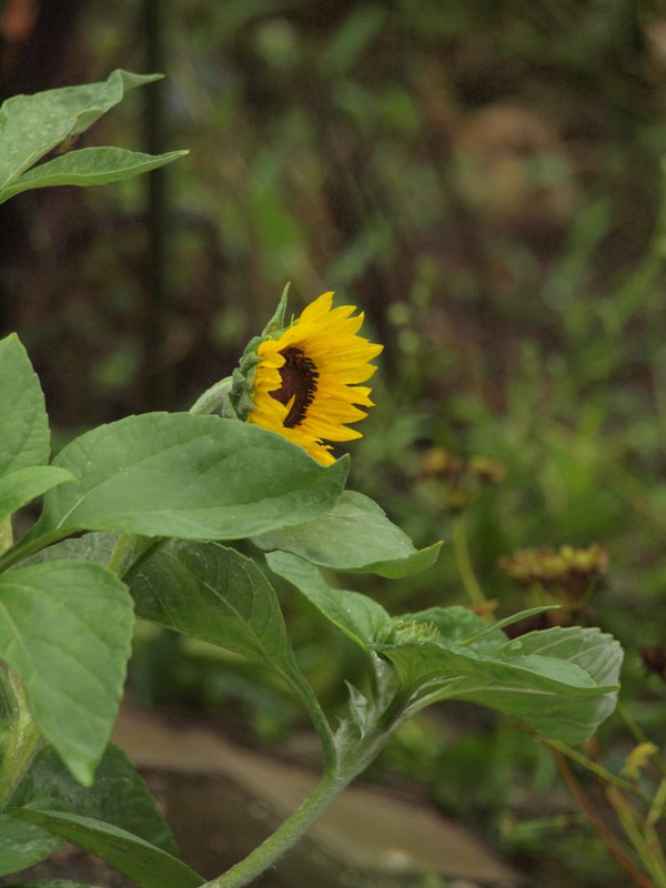 P6295569