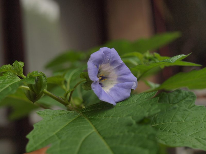 P6305584