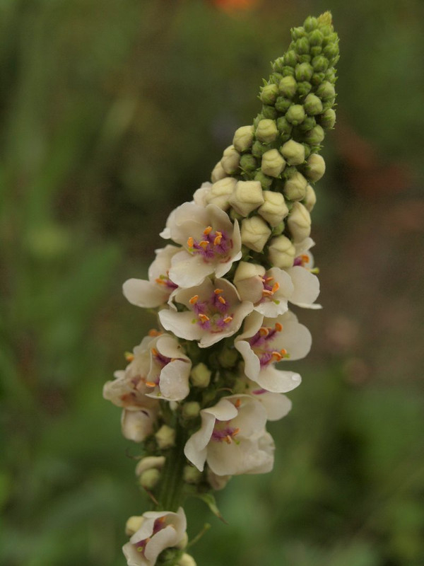 P6305589