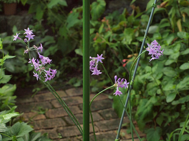 P7206942