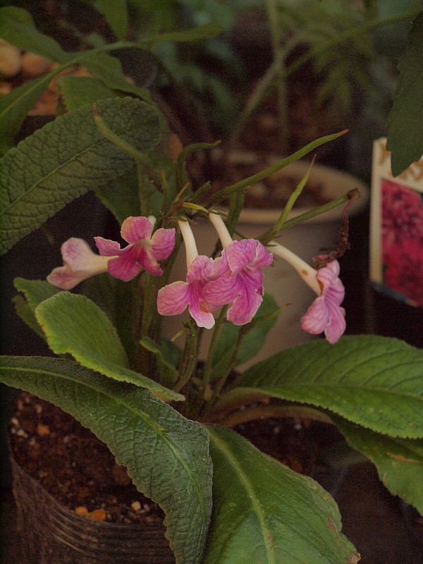 P7206945