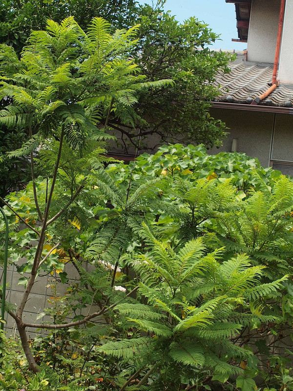 P7206959