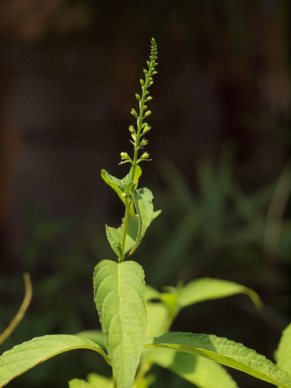 P7247015