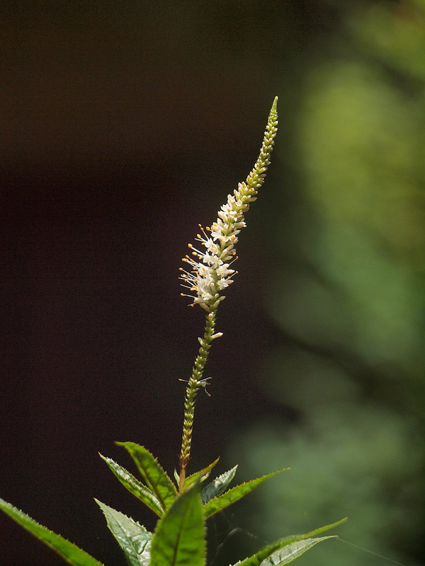 P7247017