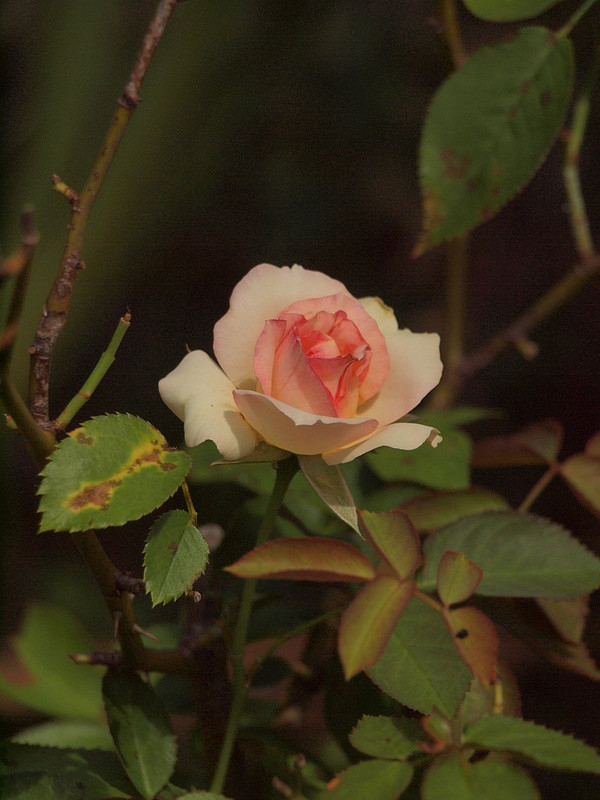P7247024