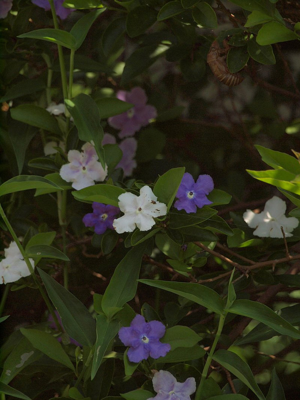 P7247026