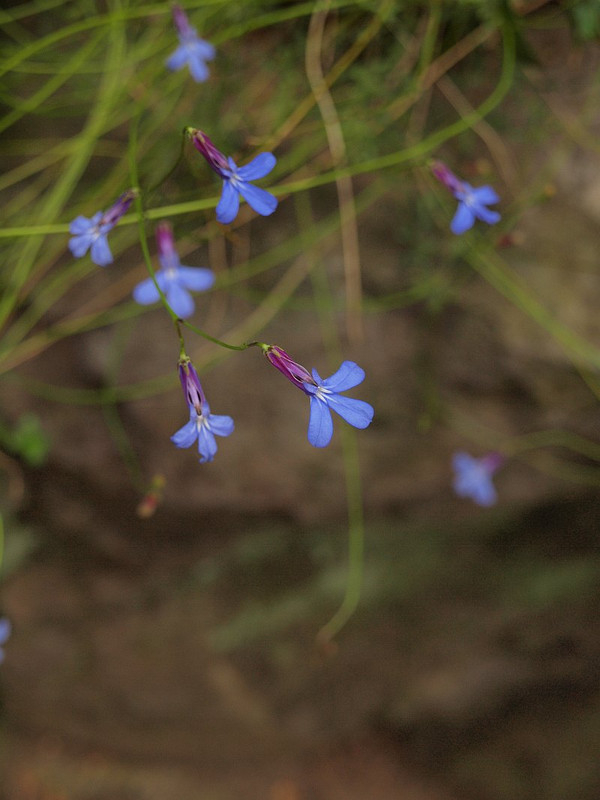 P7257042
