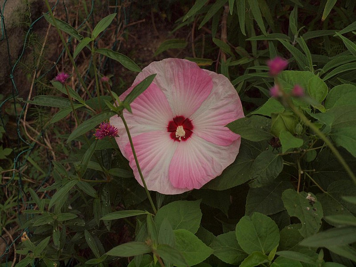 P7257050