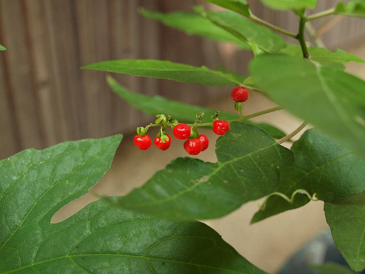 P7267061