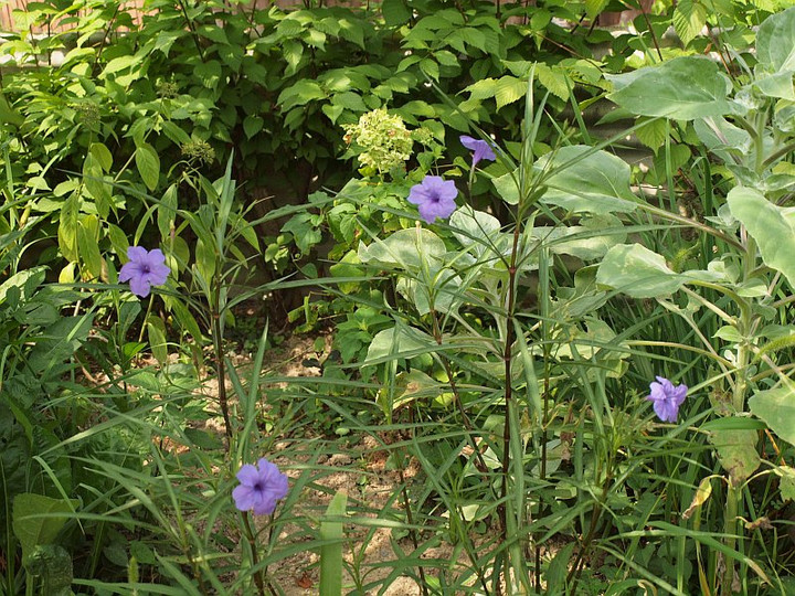 P7267067