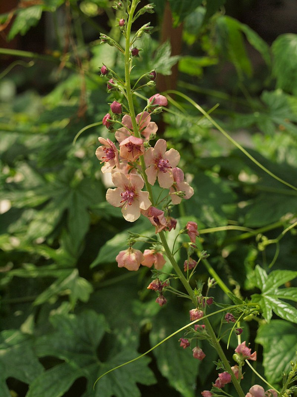P7267070