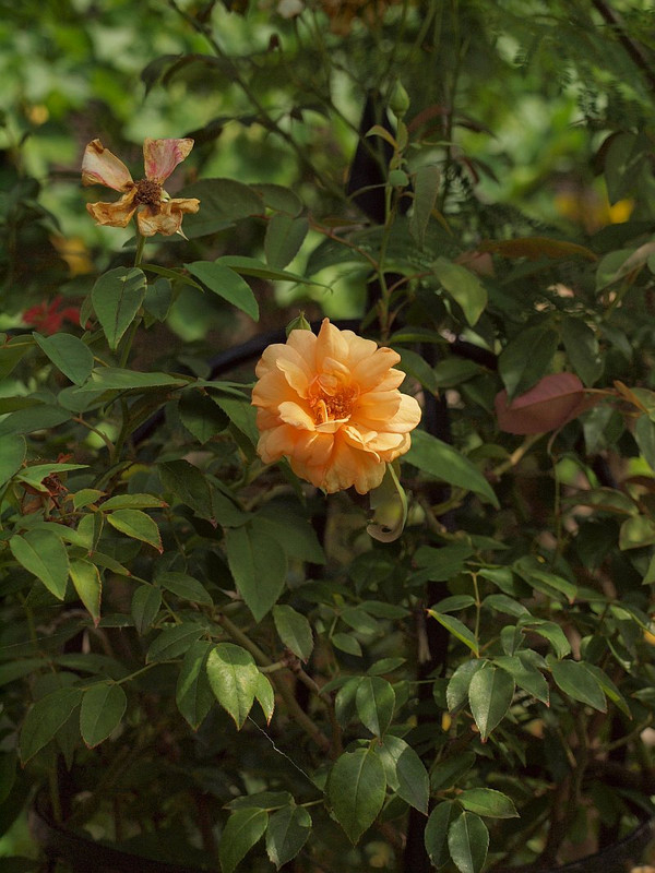 P7267072