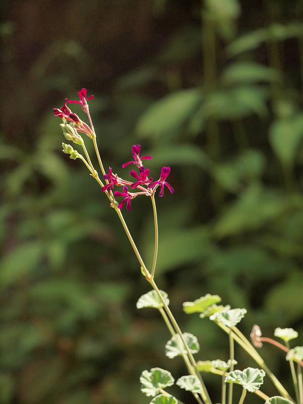 P7297086