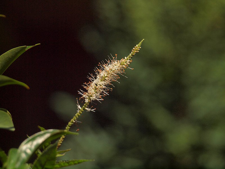 P7297090