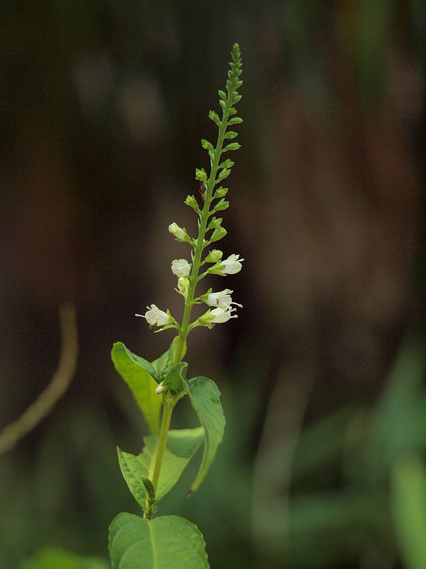 P7297091