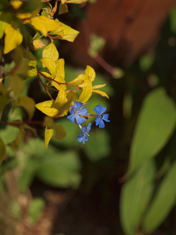 P7297094