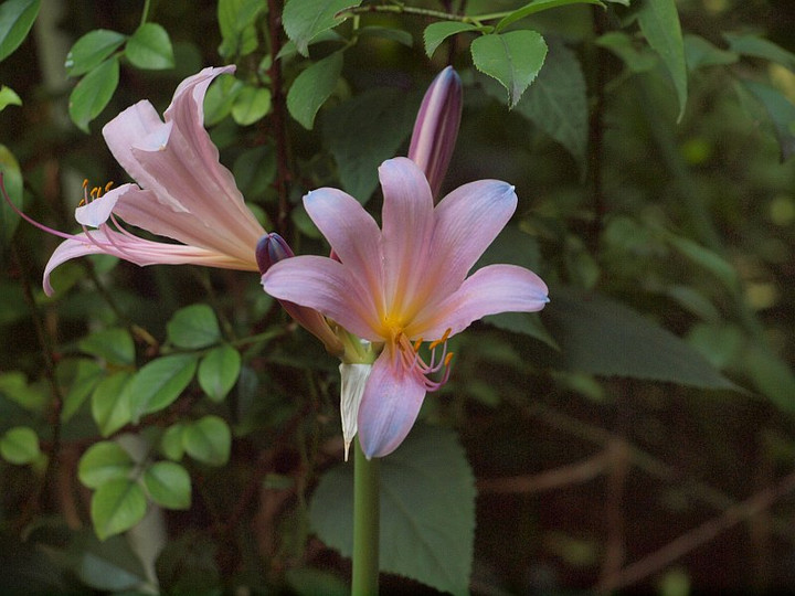 P7297096