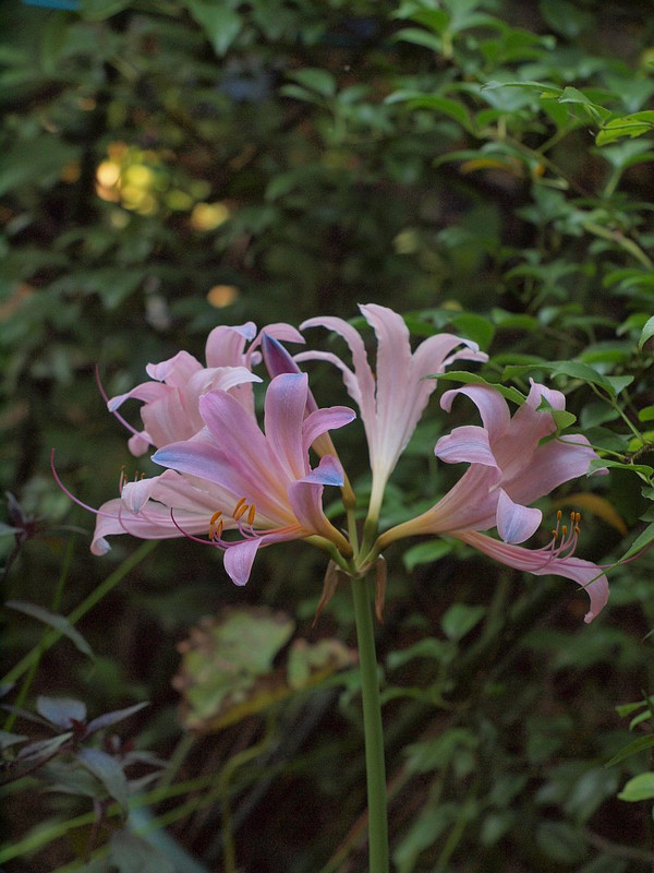 P7317133