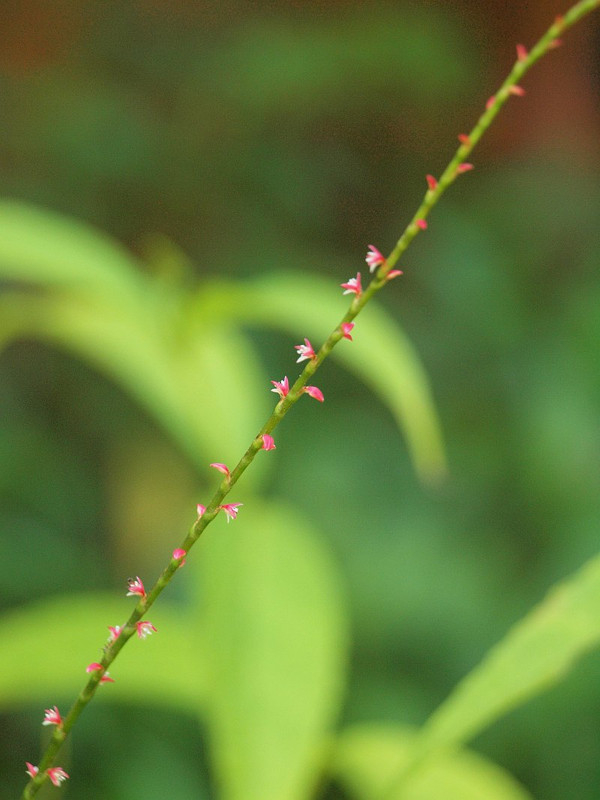 P7317136