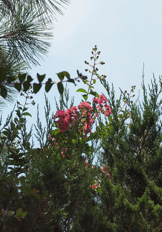 P7317145