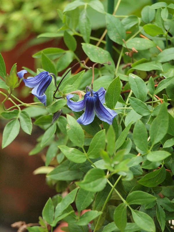 P8057353